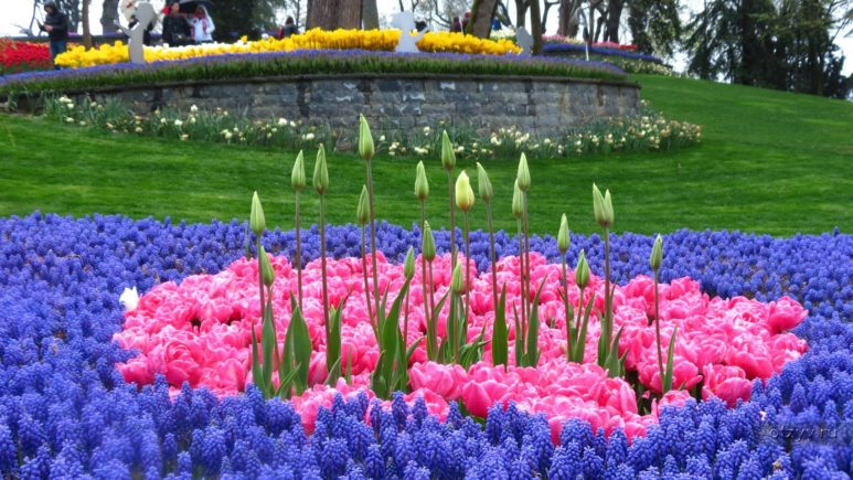 Любуемся цветочными коврами сотканными из живых тюльпанов