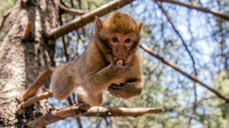 Marocco_Ifran_national park_magot monkey