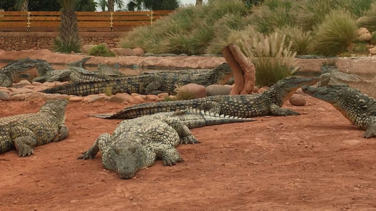 Смотрим огромных нильских крокодилов