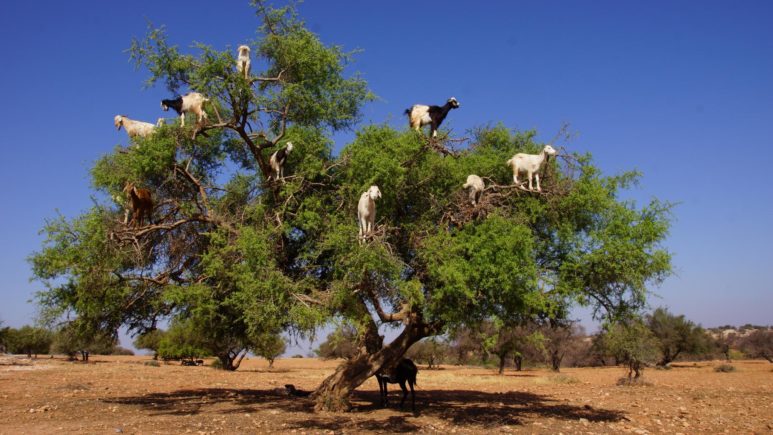 Marokko_Agadir_argan tree_sea goats
