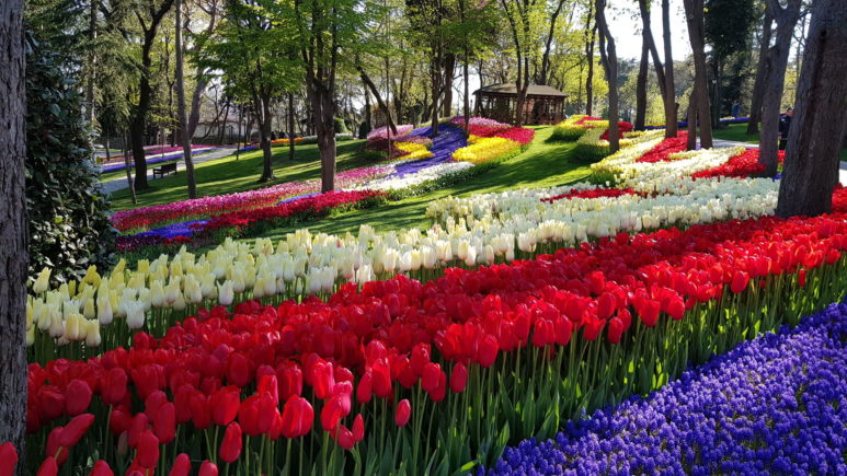 Turkey_Istanbul_park_flowers