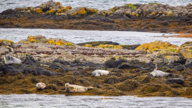 Iceland-Illugastadir-seal-watching (2)