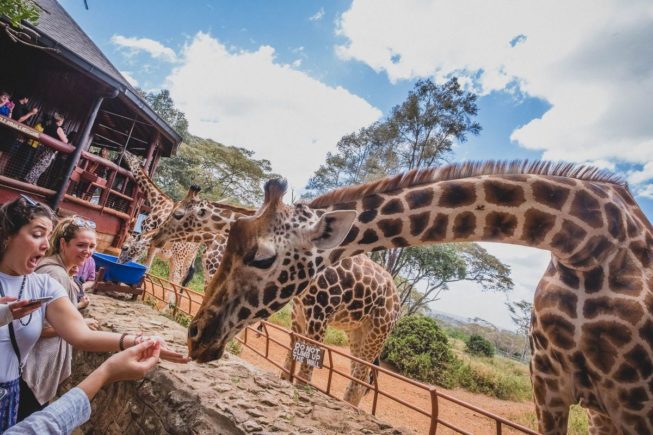 Кормим завтраком жирафов в Giraffe Centre под Найроби