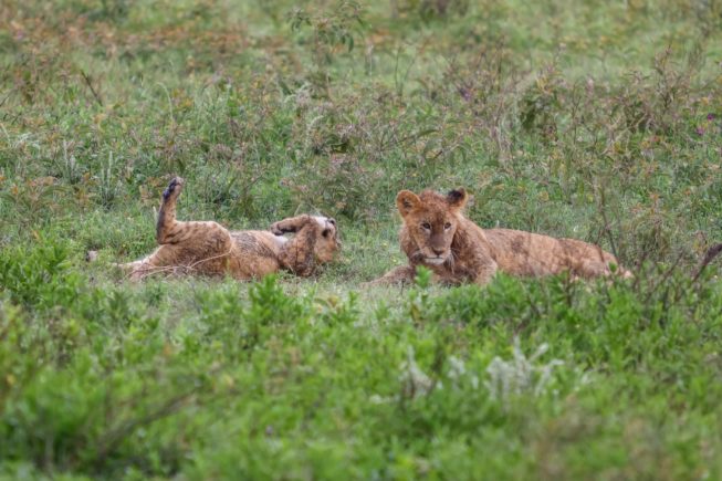 Сафари в национальном парке Нгоронгоро (северная Танзания)