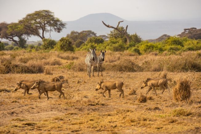 Любуемся видами Килиманджаро по время сафари в парке Амбосели