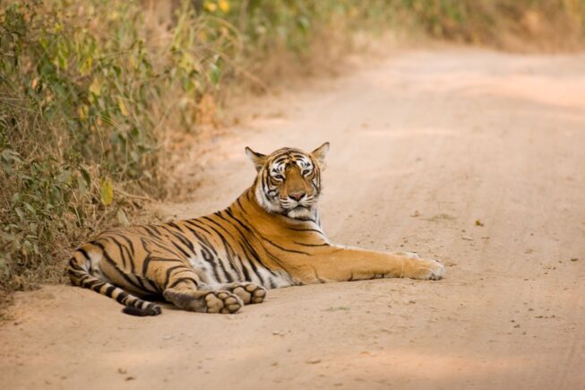 В поисках тигра в Sariska Tiger Reserve