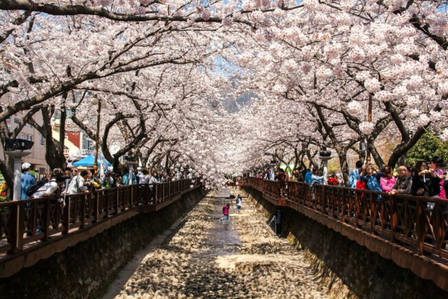 Фестиваль цветения сакуры в Чимхэ