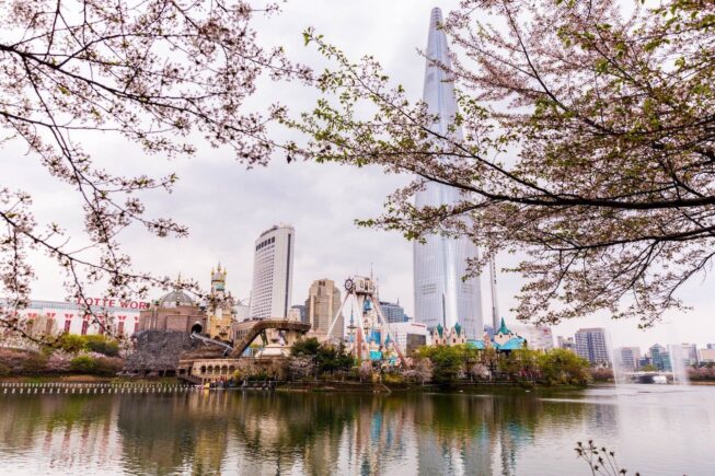 Цветущая сакура в парках и на улицах современных мегаполисов