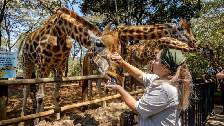 Кормим жирафов в Giraffe Centre