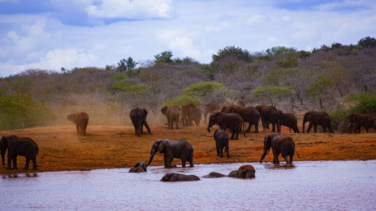 Сафари в Национальном парке Этоша