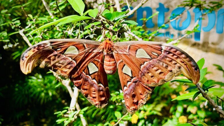 История и природа острова Пинанг