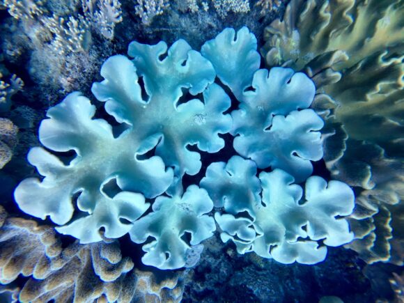 Снорклинг у Большого Барьерного рифа